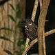 &copy; James Eaton / WWF Greater Mekong