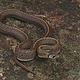 &copy; Lee Grismer / WWF Greater Mekong