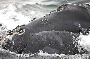 North Atlantic right whale (Eubalaena glacialis) off Grand Manan Island, Bay of Fundy, New ... / ©: Barrett & MacKay / WWF-Canada North Atlantic right whale (Eubalaena glacialis) off Grand Manan Island, Bay of Fundy, New ... / ©: Barrett & MacKay / WWF-Canada