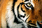 Close up of a captive tiger's face (Panthera tigris), California, United States. / ©: National Geographic Stock/ Michael Nicols / WWF / ©: National Geographic Stock/ Michael Nicols / WWF