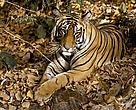 Tiger (panthera tigris) lying on dried leaves, India.