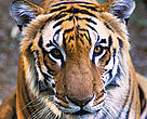 Tiger (Panthera tigris). India.
