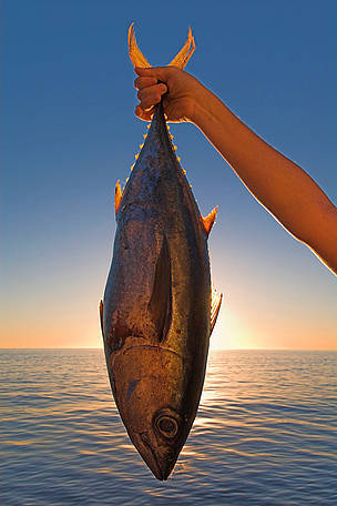 Arm holding tuna fish (Thunnus) used for bait in great white shark diving cage, Guadalupe Island, ... / ©: naturepl.com/Mark Carwardine / WWF Arm holding tuna fish (Thunnus) used for bait in great white shark diving cage, Guadalupe Island, ... / ©: naturepl.com/Mark Carwardine / WWF