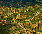 Aerial view of palm oil plantation on deforested land, Sabah, Borneo, Malaysia