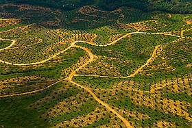 Aerial view of palm oil plantation on deforested land, Sabah, Borneo, Malaysia / &copy;: naturepl.com/Juan Carlos Munoz / WWF
