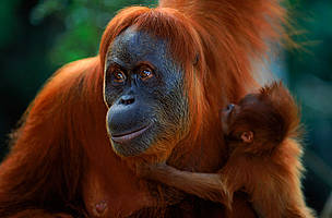 Sumatran orang utan (Pongo abelii) female 'Suma' reunited with male baby 'Forester' (part of baby ... / ©: naturepl.com/Anup Shah / WWF Sumatran orang utan (Pongo abelii) female 'Suma' reunited with male baby 'Forester' (part of baby ... / ©: naturepl.com/Anup Shah / WWF