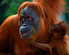 Sumatran orang utan (Pongo abelii) female 'Suma' reunited with male baby 'Forester' (part of baby snatching story)  Gunung Leuser NP, Sumatra, Indonesia