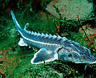 Until the 19th century, giant Beluga sturgeons migrated from the Black Sea up the Danube as far as Germany and were important mainstays for many fishing communities. 