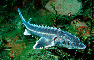 Until the 19th century, giant Beluga sturgeons migrated from the Black Sea up the Danube as far as ... / ©: naturepl.com / Frei / ARCO / WWF Until the 19th century, giant Beluga sturgeons migrated from the Black Sea up the Danube as far as ... / ©: naturepl.com / Frei / ARCO / WWF