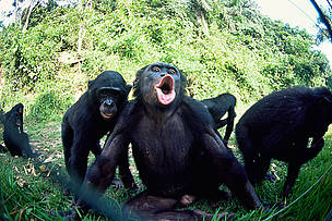 Juvenile bonobo, Lola Ya Bonobo Sanctuary, Kinshasa, DRC. / ©: naturepl.com/Karl Ammann / WWF Juvenile bonobo (Pan paniscus) reacting to photographer blowing through the fence. Lola Ya Bonobo ... / ©: naturepl.com/Karl Ammann / WWF