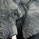 &copy; naturepl.com /Edwin Giesbers / WWF