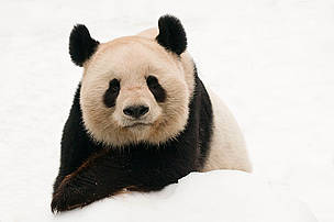  / &copy;: naturepl.com/Edwin Giesbers / WWF
