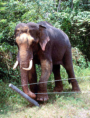 Indian elephant (Elephas maximus) pushing down fence, Sri Lanka. / ©: naturepl.com/Toby Sinclair / WWF Indian elephant (Elephas maximus) pushing down fence, Sri Lanka. / ©: naturepl.com/Toby Sinclair / WWF