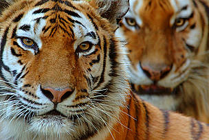 Two Siberian tigers (Panthera tigris altaica)