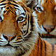 Two Siberian tigers (Panthera tigris altaica)
