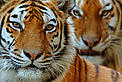 Two Siberian tigers (Panthera tigris altaica) / &copy;: naturepl.com /Edwin Giesbers / WWF