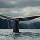&copy; naturepl.com/Mark Brownlow/WWF