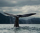 More than 200,000 Antarctic blue whales used to live in the Southern Ocean – but 20th Century whaling decimated this population and latest estimates put this population at just around 2,300 animals. 