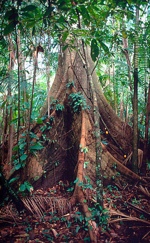 Belém, Amazonas, Brasil / ©: Edward Parker / WWF-Canon / ©: Edward Parker / WWF-Canon