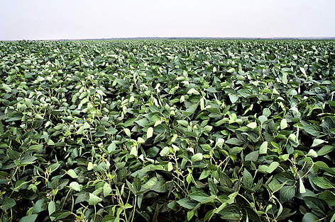 Hojas de soya verde, Rondonópolis, Brasil / ©: Adriano Gambarini / WWF-Brasil rel=