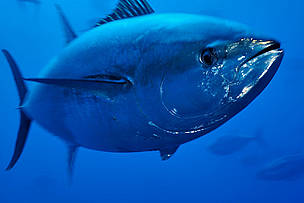 A captive Atlantic bluefin tuna (Thunnus thynnus), Malta, Mediteranean. / ©: Wild Wonders of Europe /Zankl / WWF Atlantska plavoperjana tuna (Thunnus thynnus) na Malti / ©: Wild Wonders of Europe /Zankl / WWF