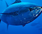 Atlantska plavoperjana tuna (Thunnus thynnus) na Malti