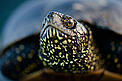  / &copy;: Wild Wonders of Europe/Ruben Smit/WWF