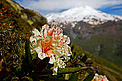  / &copy;: Wild Wonders of Europe/Schandy/WWF