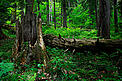  / &copy;: Wild Wonders of Europe/Schandy/WWF