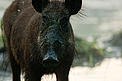  / &copy;: Wild Wonders of Europe/Ruben Smit/WWF
