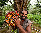 Papua New Guinean worker harvests a ripe palm fruit to ready for the mill. This facility is owned and operated by New Britain Palm Oil Ltd. one of the first companies to be independently certified by the Roundtable on Sustainable Palm Oil (RSPO) as being a leader in the production of sustainable and ethical palm oil in the world. Kimbe Bay, West New Britain, Papua New Guinea