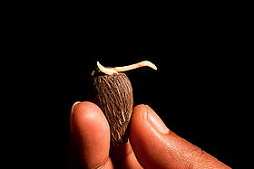 Dami Oil Research Station is a world-class producer of oil palm seed and continues its research in ... / &copy;: Jurgen Freund / WWF-Canon