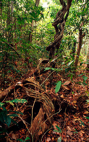 Enredaderas amazónicas Paragominas, Estado de Parà, Amazonía, Brasil / ©: WWF - Canon / Juan PRATGINESTOS / ©: WWF - Canon / Juan PRATGINESTOS