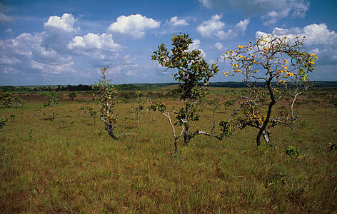 Hábitat natural: pastizal de la sabana amazónica. Arbustos y árboles pequeños dispersos. Reserva ... / ©: WWF-Canon / Juan PRATGINESTOS rel=