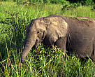 African savanna elephant (Loxodonta africana africana); Udzungwa Mountains, Tanzania