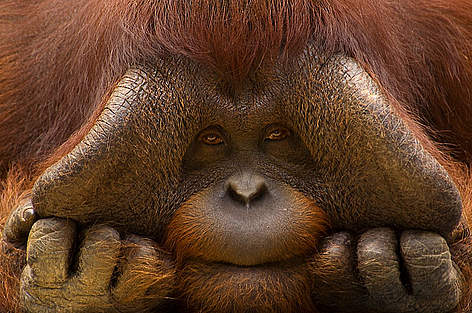 Close up face portrait of male orang utan (Pongo pygmaeus) rel=