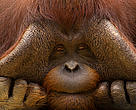 Close up face portrait of male orang utan (Pongo pygmaeus)