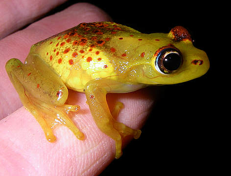 Boophis bottae / ©: Axel Strauss / WWF Madagascar rel=