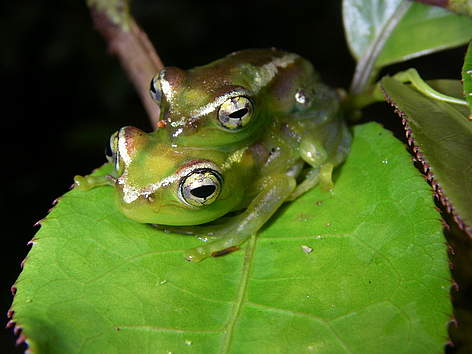 Boophis lilianae / ©: Axel Strauss / WWF Madagascar Boophis lilianae rel=