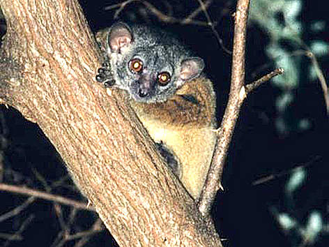 The Antafia sportive lemur was first described by scientists in 2006. / ©: Urs Thalmann / WWF Madagascar The Antafia sportive lemur was first described by scientists in 2006. rel=