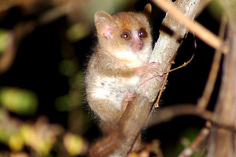 Berthe's Mouse Lemur (Microcebus berthae) / ©: Louise Jasper / WWF Madagascar rel=
