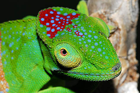 Chameleon species (Furcifer timoni) / ©: Jorn KOHLER / WWF Madagascar rel=