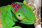 Intensive herpetological fieldwork and taxonomic revisions during the past 15 years have led to a ... / ©: Jorn KOHLER / WWF Madagascar / ©: Jorn KOHLER / WWF Madagascar