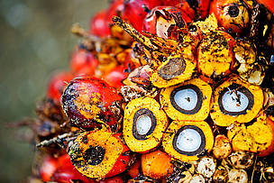 Close-up of palm fruit waiting for transportation to the mill. / ©: James Morgan / WWF International / ©: James Morgan / WWF International