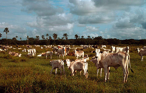 Estado de São Paulo, Brasil / ©: Jeffrey A. Sayer / WWF-Canon rel=