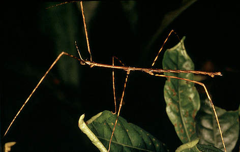 Prosentoria longilamenata. Stick insect, Borneo / ©: Terry Domico / WWF-Canon rel=
