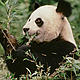 &copy; Susan A. MAINKA / WWF-Canon