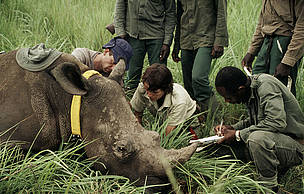 A female northern white rhino is immobilised for radio telemetry. Democratic Republic of Congo. / ©: Kes & Fraser Smith / WWF-Canon A female northern white rhino is immobilised for radio telemetry. Democratic Republic of Congo. / ©: Kes & Fraser Smith / WWF-Canon