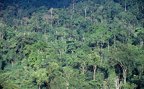 Parque nacional de la selva impenetrable de Bwindi, Uganda / ©: Frederick J. Weyerhaeuser / WWF-Canon rel=