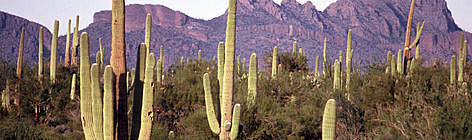 Saguaro cactus (Carnegiea gigantea), Catalina Mountains, Arizona, USA. / ©: Terry Domico / WWF-Canon Saguaro cactus (Carnegiea gigantea), Catalina Mountains, Arizona, USA. rel=